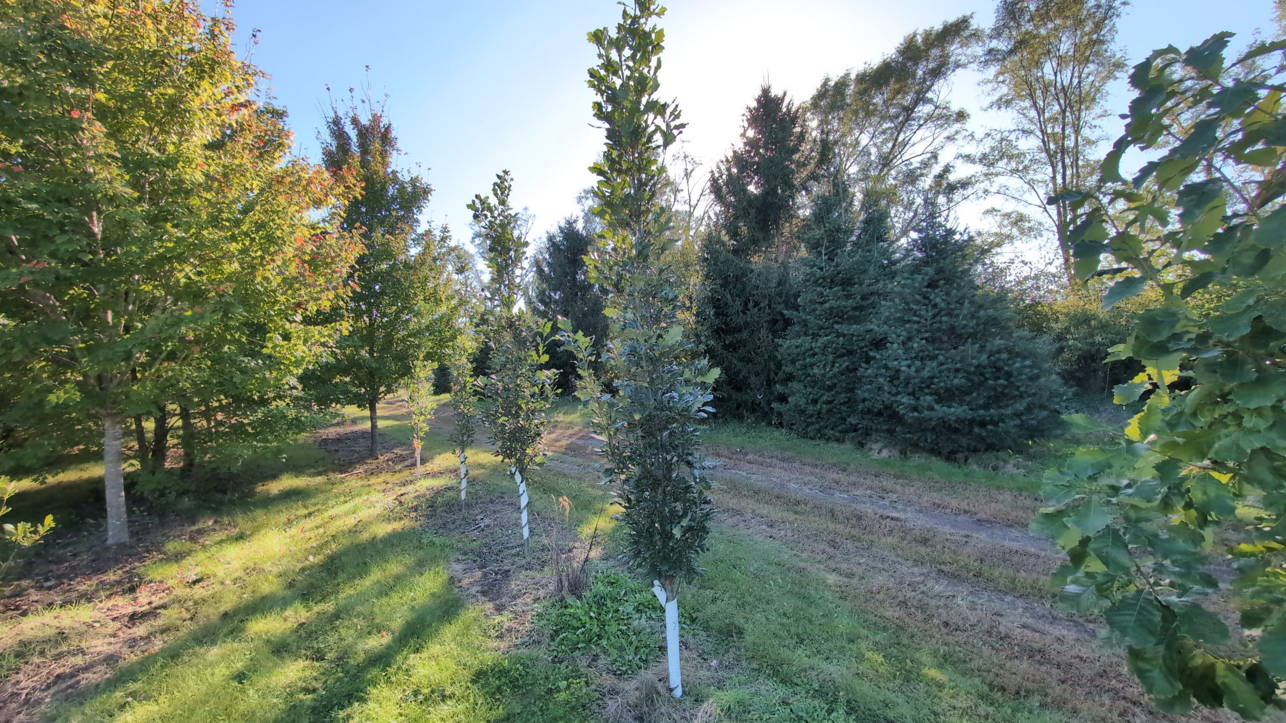 RegalP wide angle