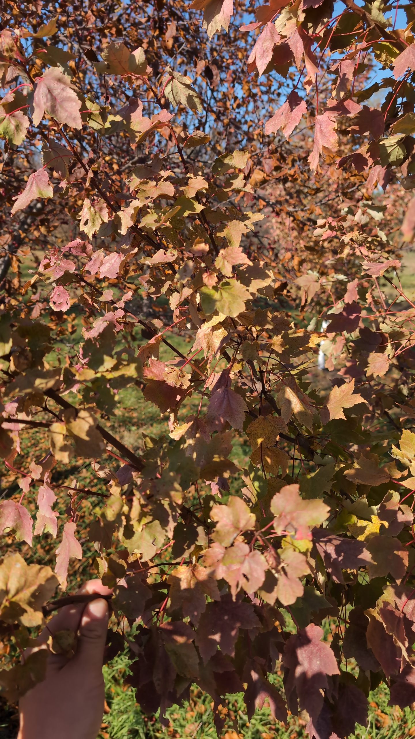 fall close up color