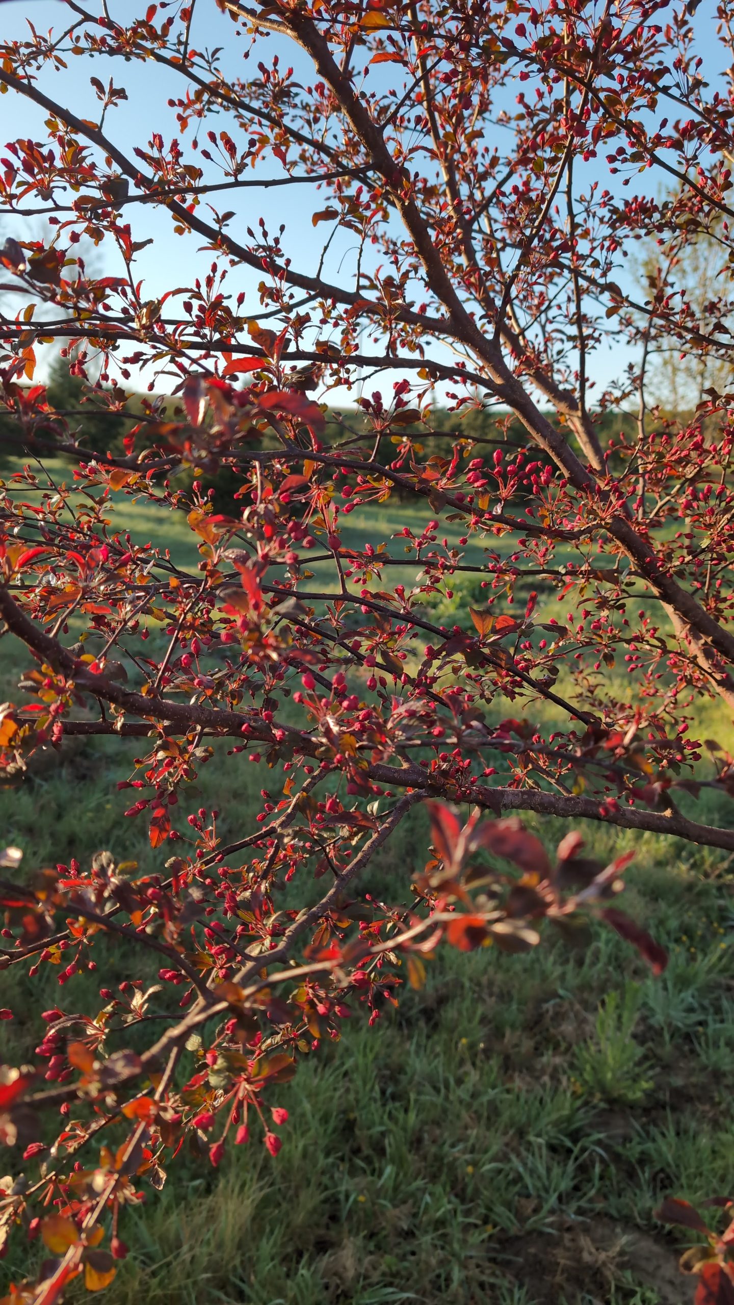 prebloom