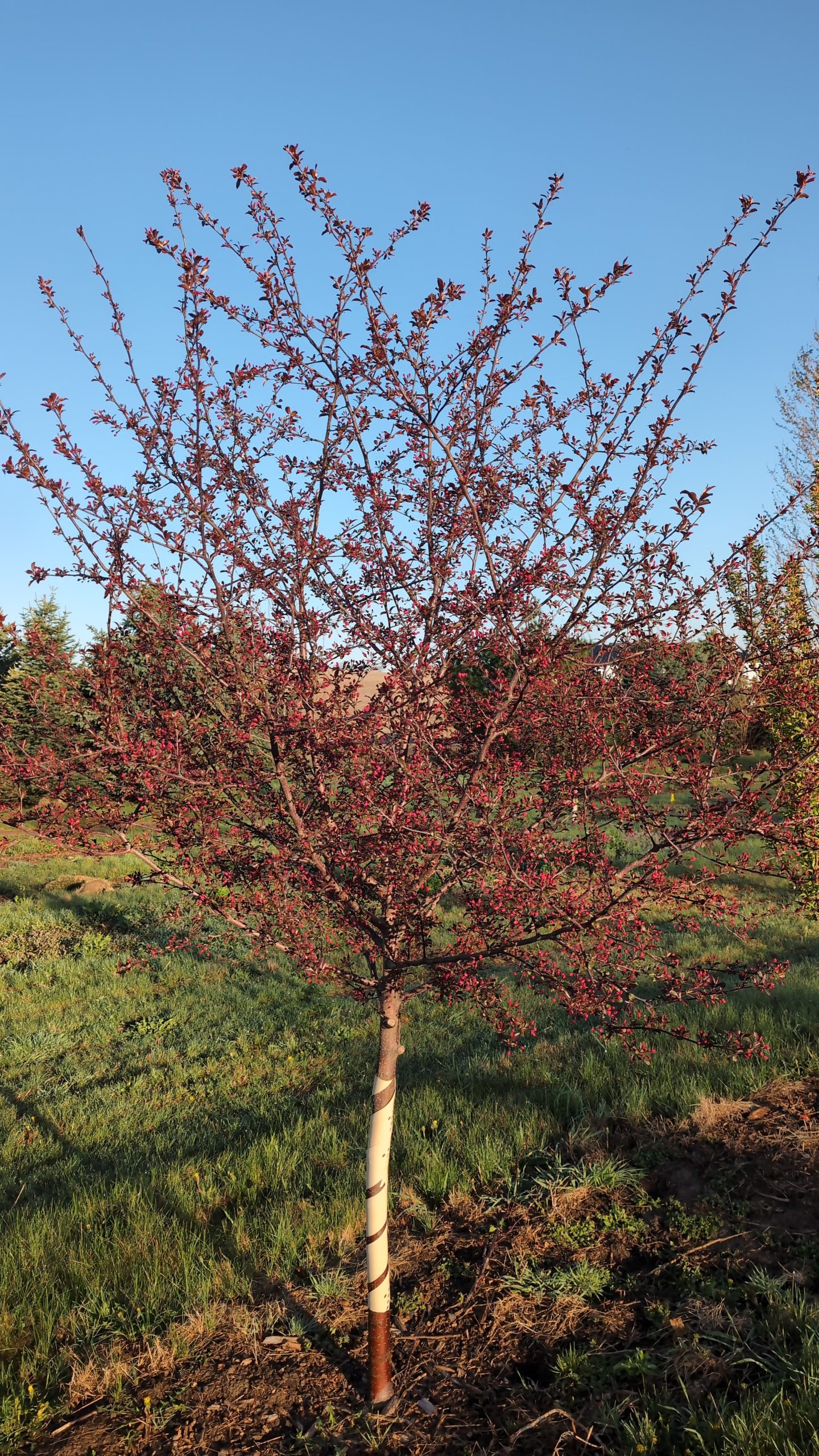 prebloom stage