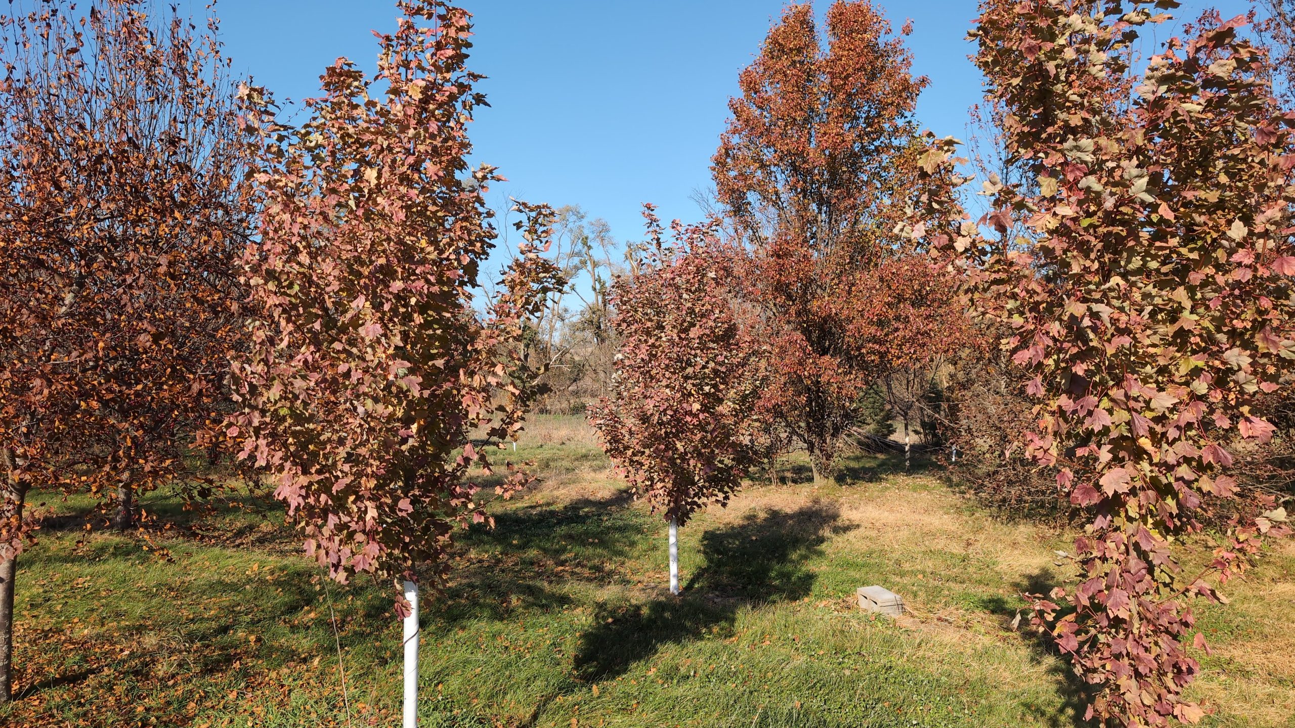 wide angle fall color